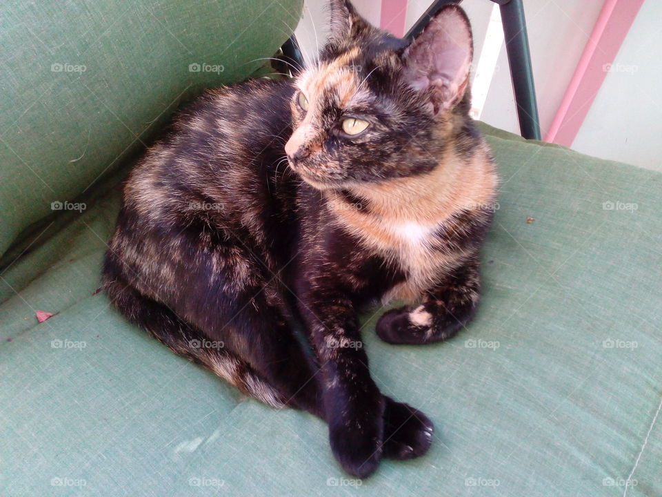 Cat, Mammal, Pet, Cute, Kitten