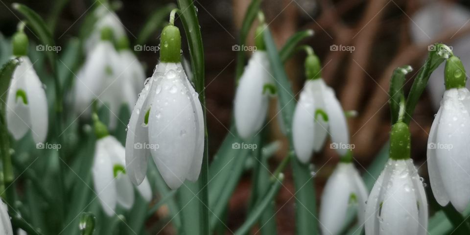 Spring is coming. Zielona Góra. Poland