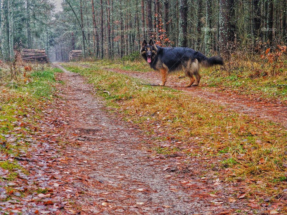 Dog in the forest