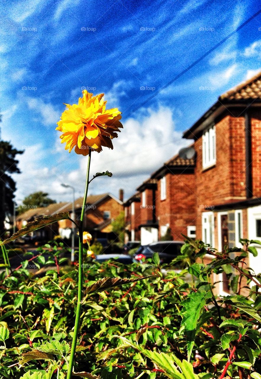 Tall yellow flower