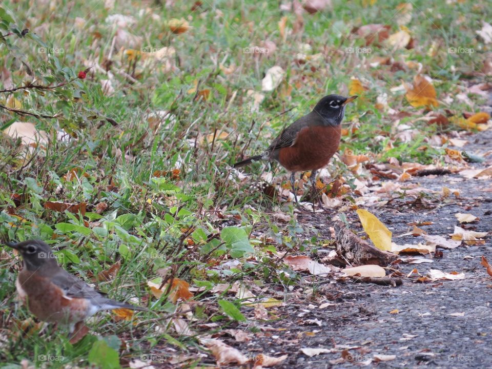 Robins and autumn leaves