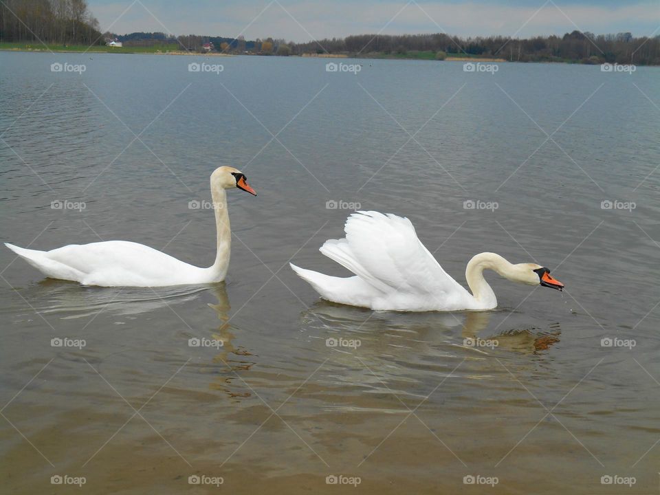 two swans