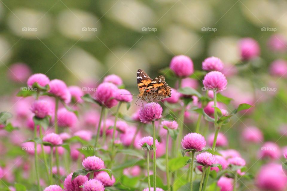 Butterfly in the garden