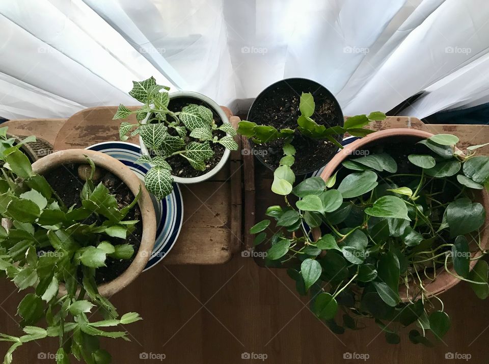 House plants in a window seal