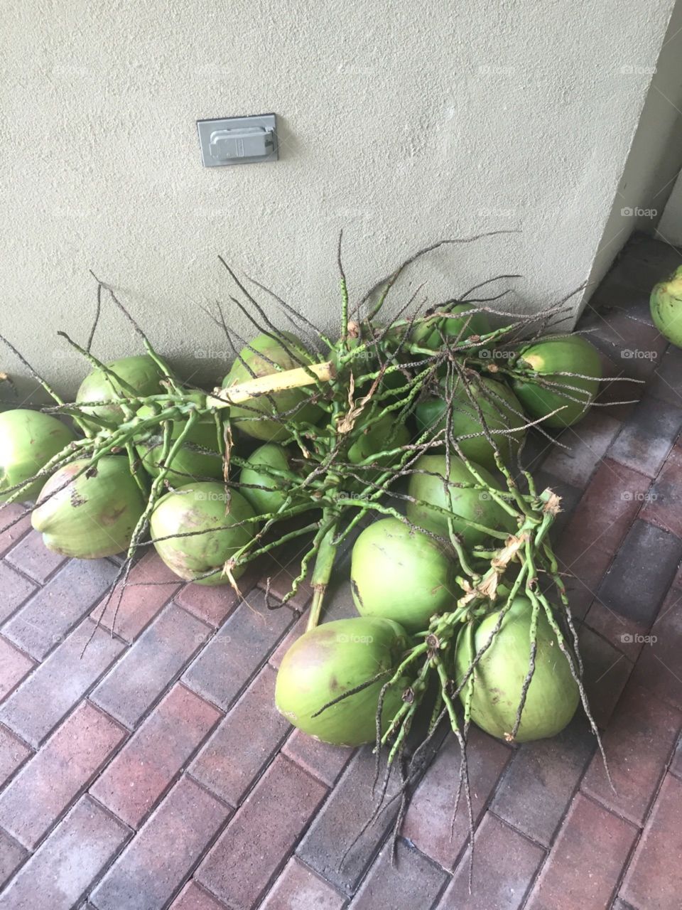 Coconut Harvest 