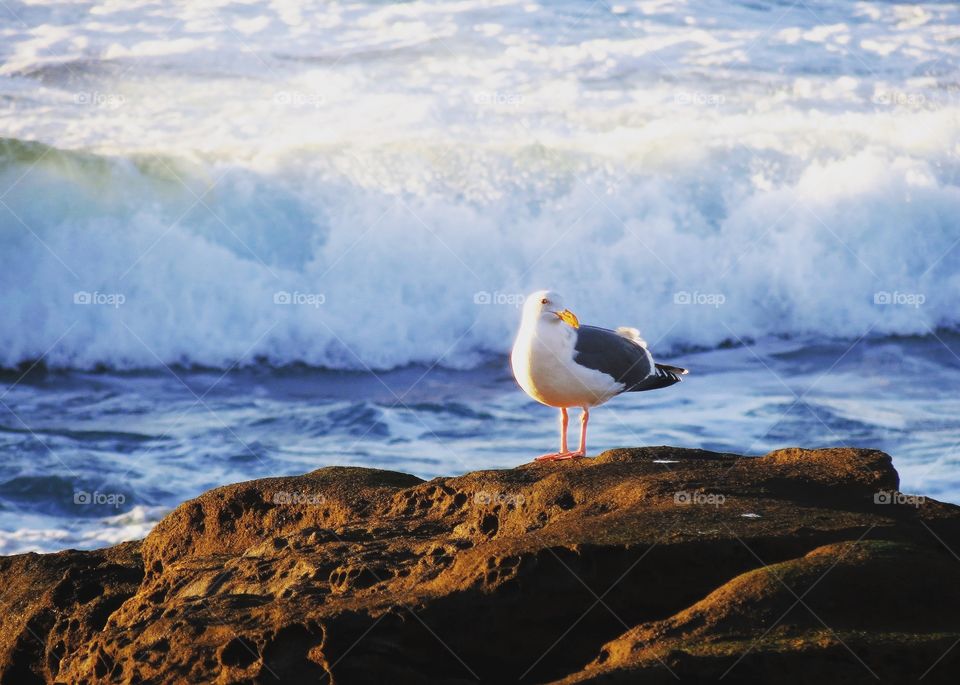 Swelling Ocean Waves Sneaking Up On This Seagull. 