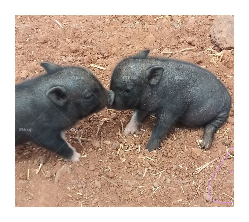 kissing miniature pigs