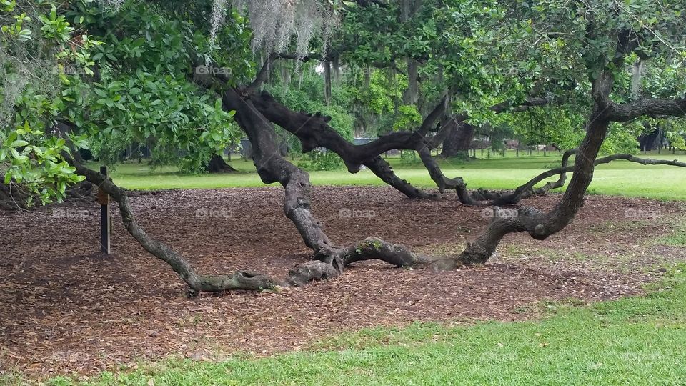 Limbs of an old oak tree in New Orleans Louisiana