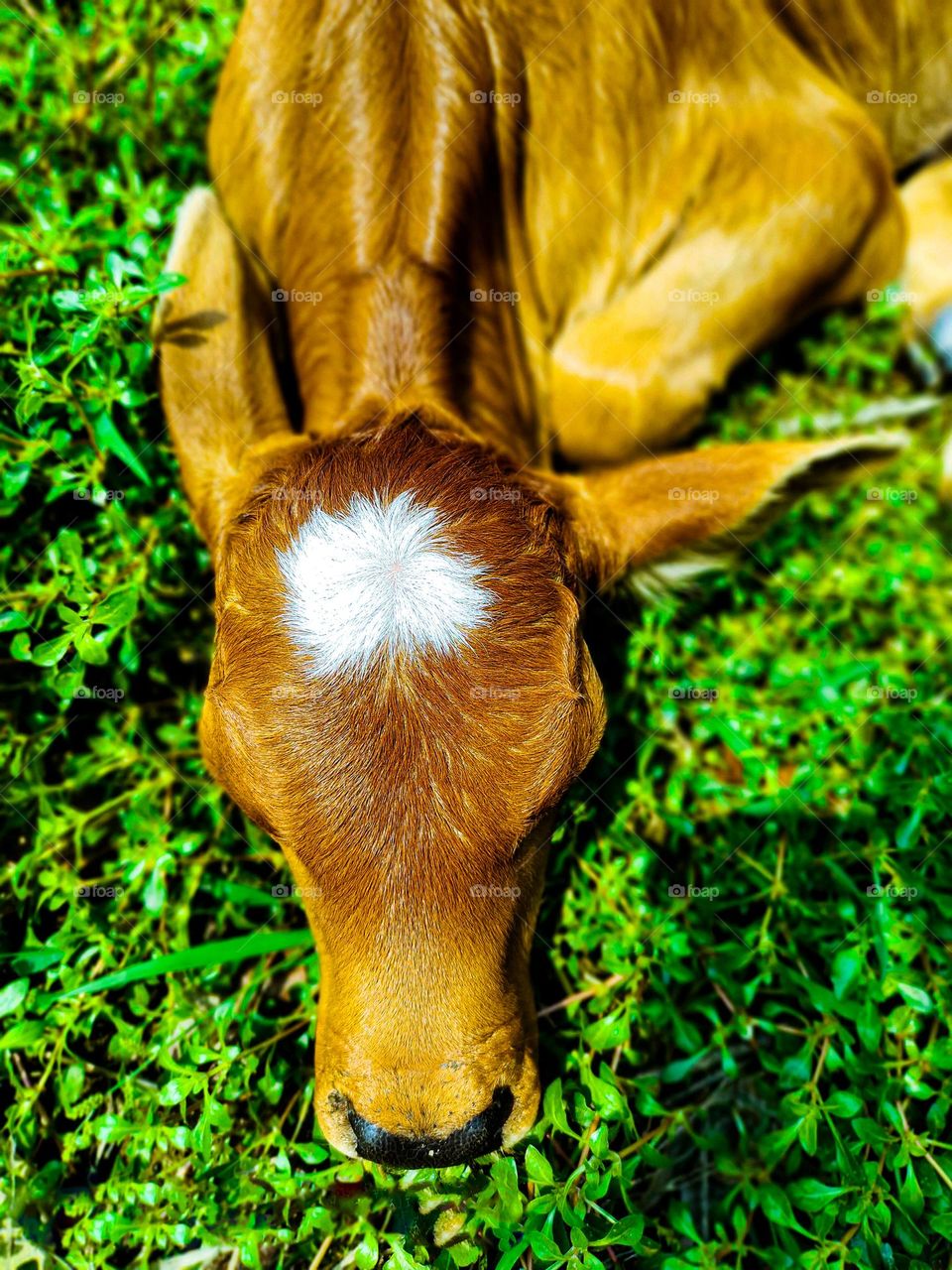 This calf is ours. I took photos of this calf. Calf survival is very beautiful. There is a white spot on the forehead. So the animal looks very beautiful.
