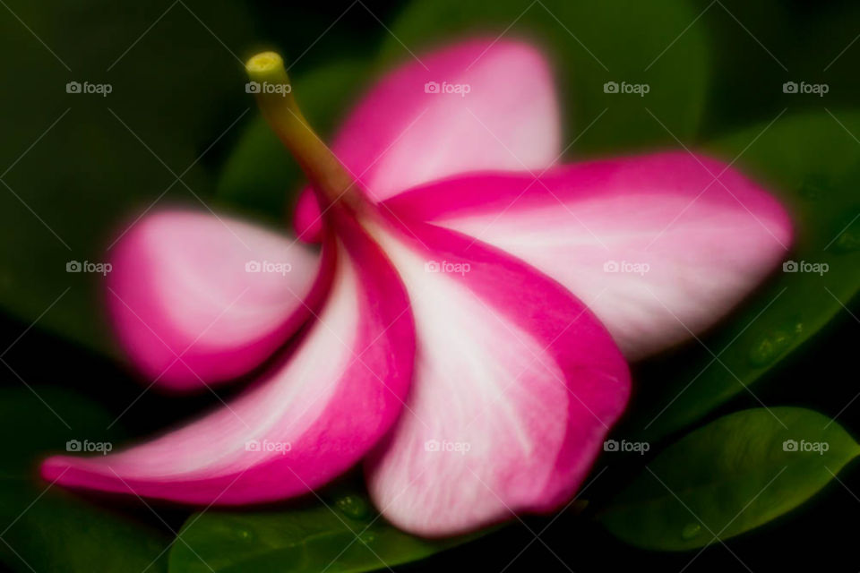 Pink Frangipani Plumeria Flower Upside down