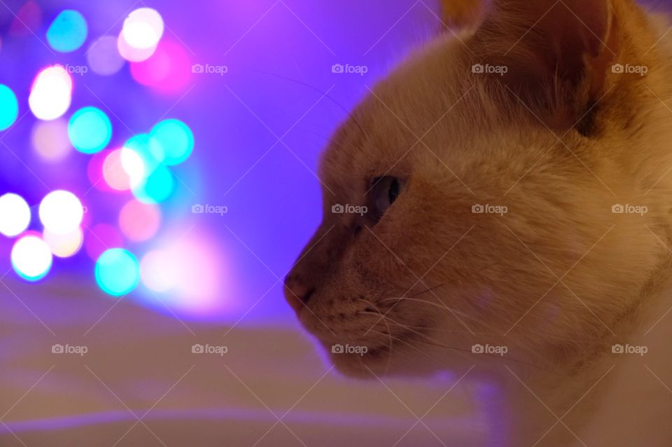 Cat with colorful bokeh light pattern