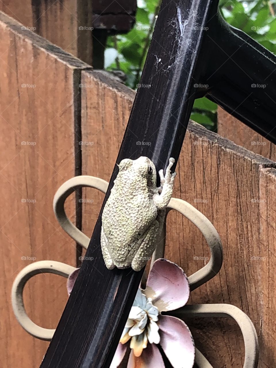 Frog giving me the Bird! 