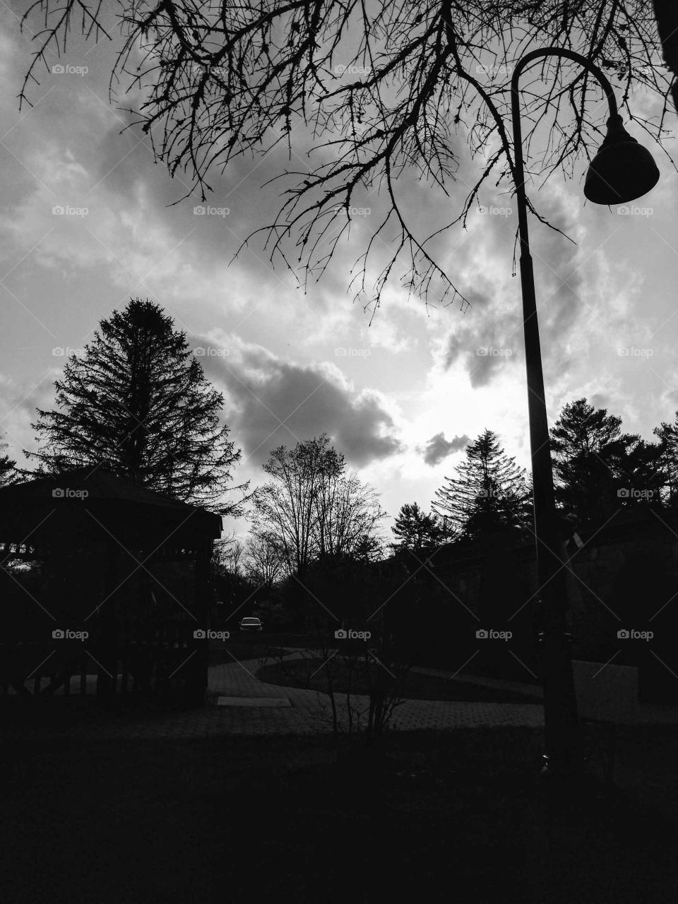 Foilage on Lees-McRae Campus in Early Spring in Banner Elk, North Carolina, USA