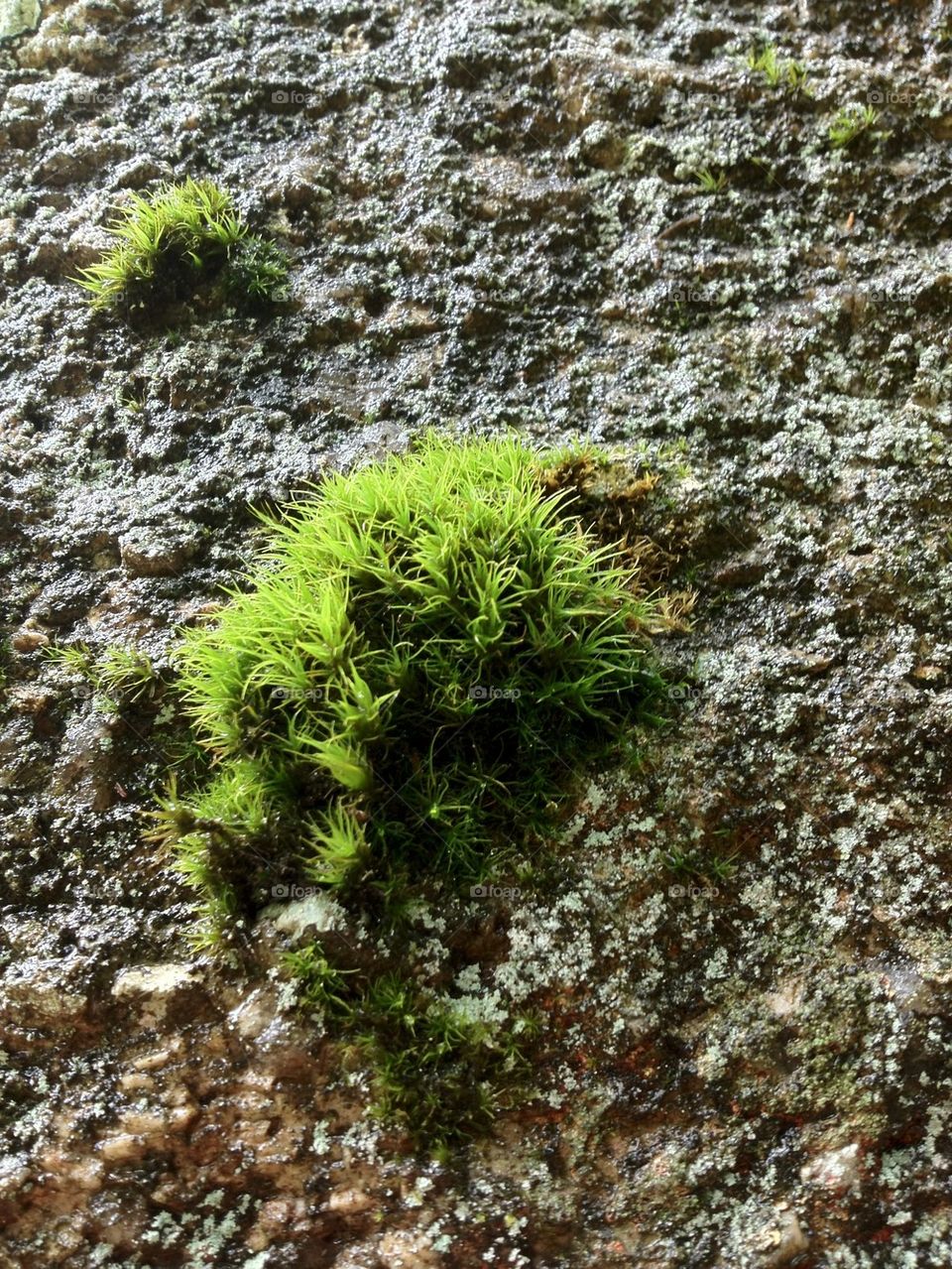 Lone moss