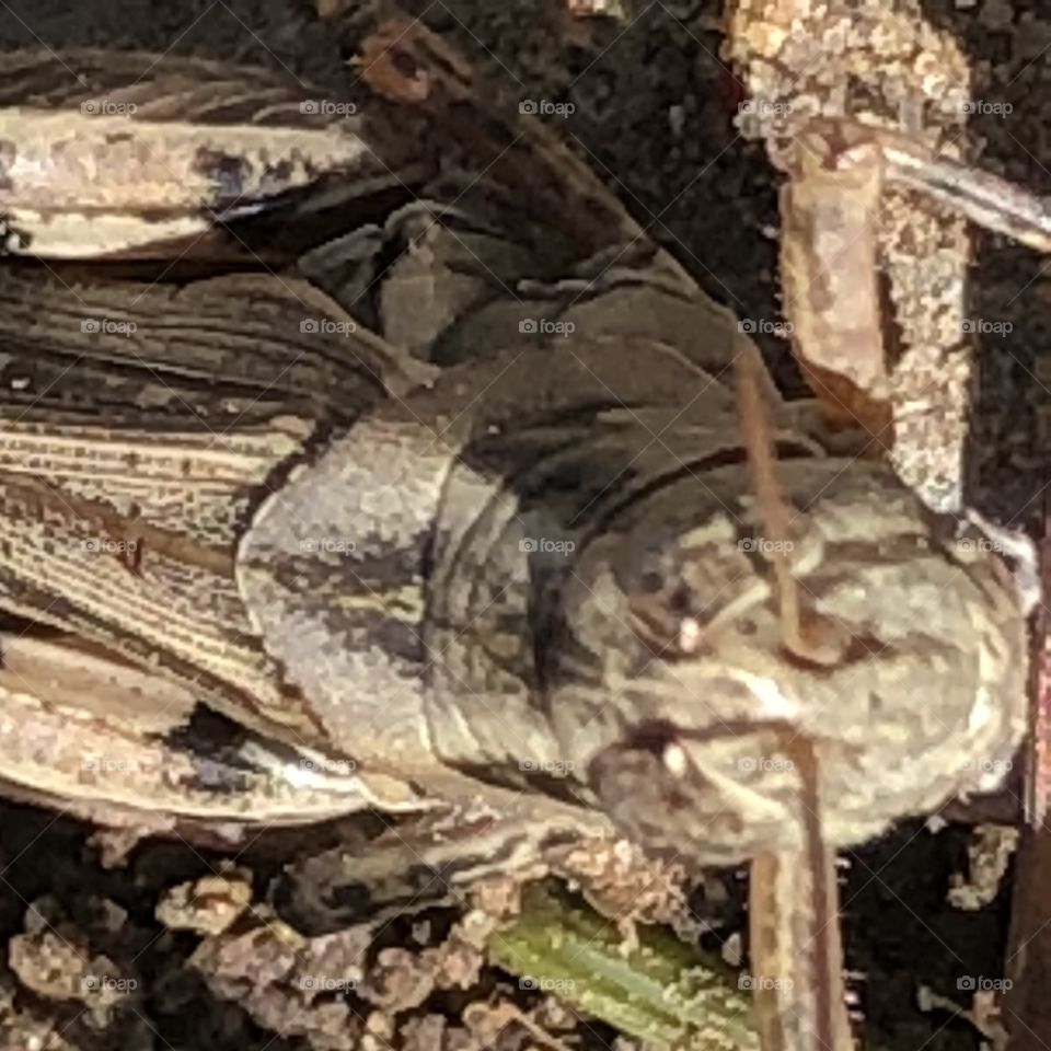 Grasshopper close up