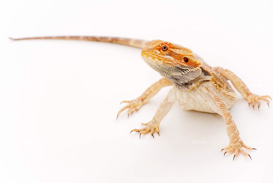 Bearded dragon. Old pet