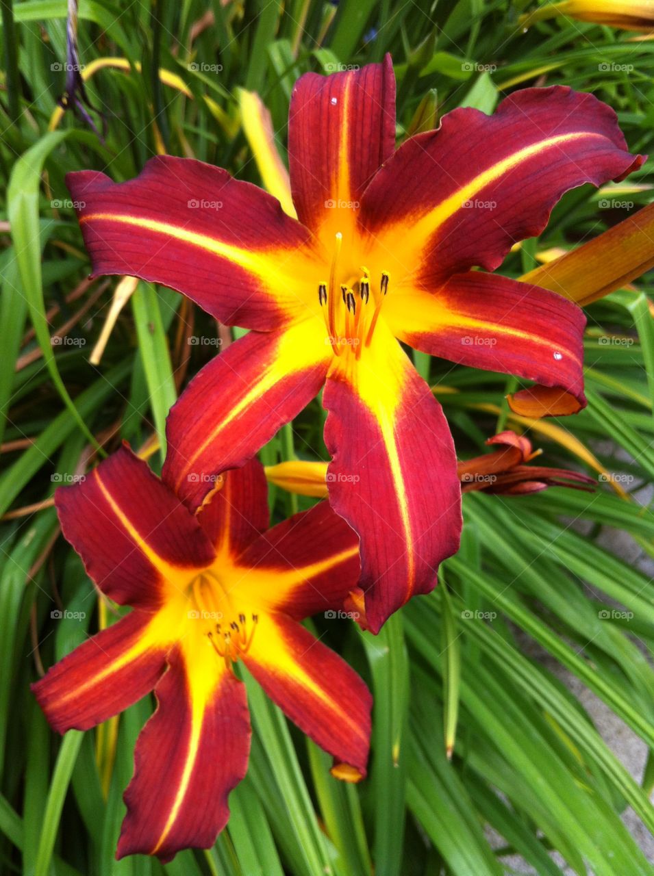 Daylily Pair