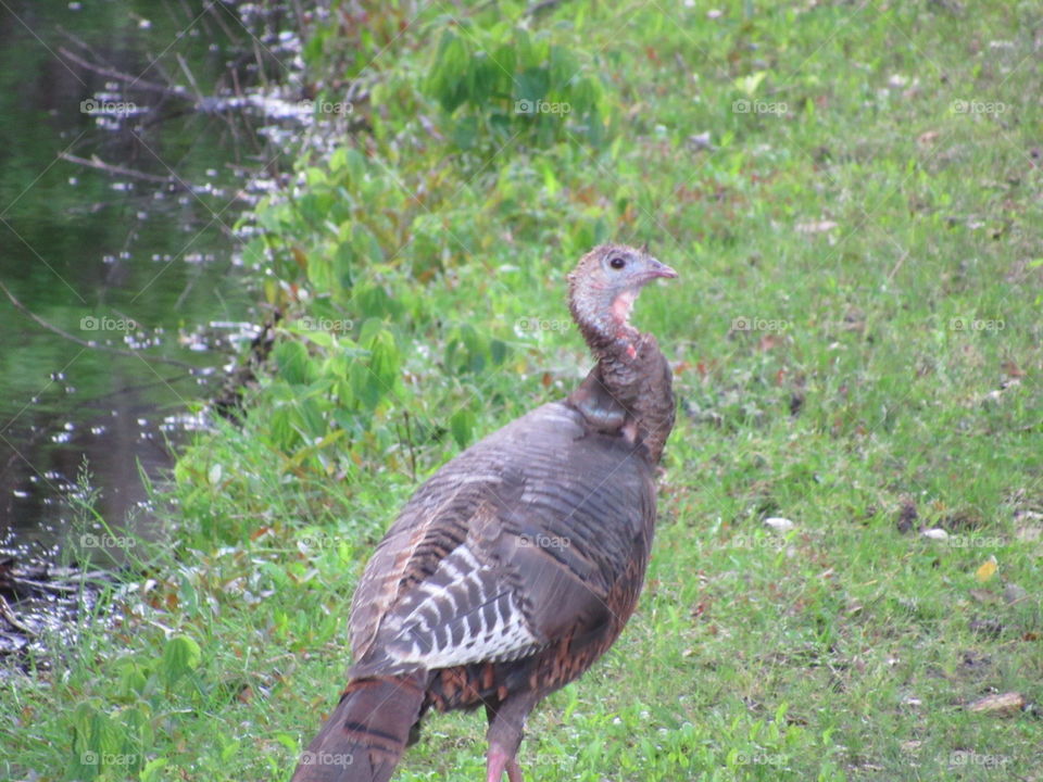 Young turkey