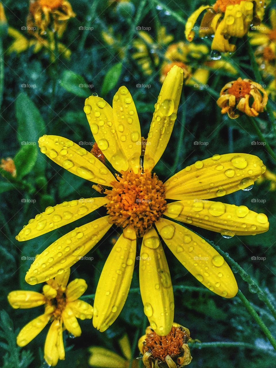 Yellow flowers