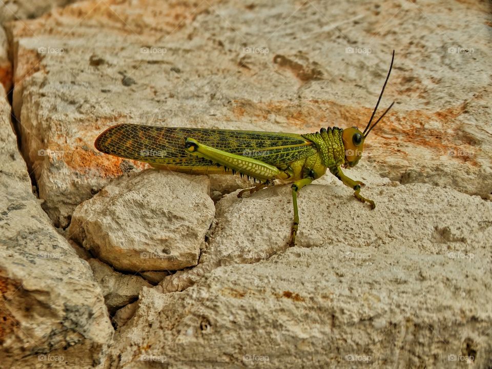 Giant Grasshopper