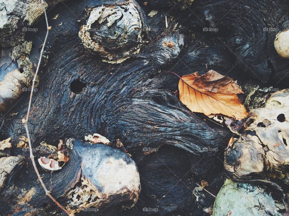 High angle view of a dry leaf