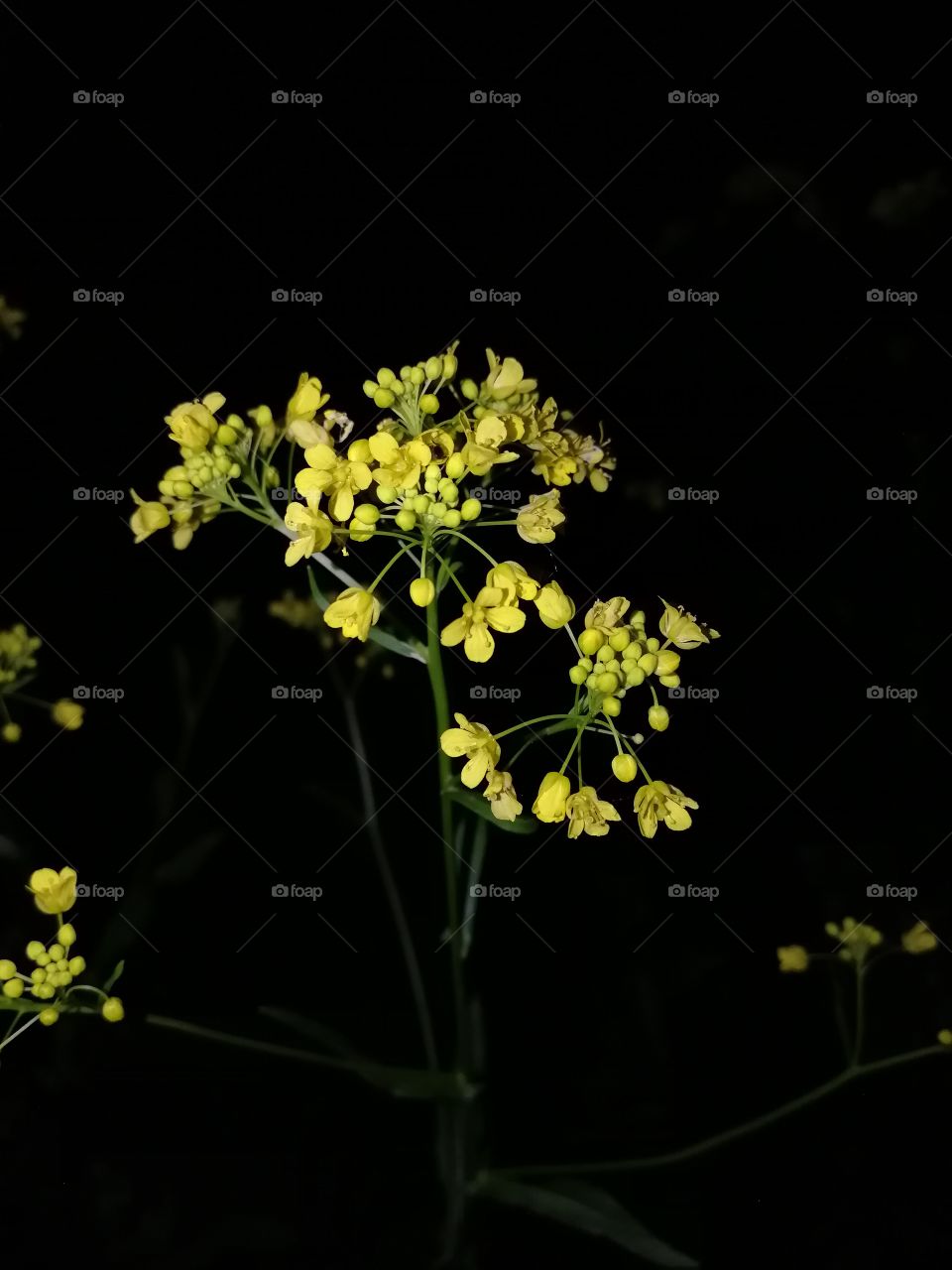 Nature, Flower, No Person, Flora, Leaf