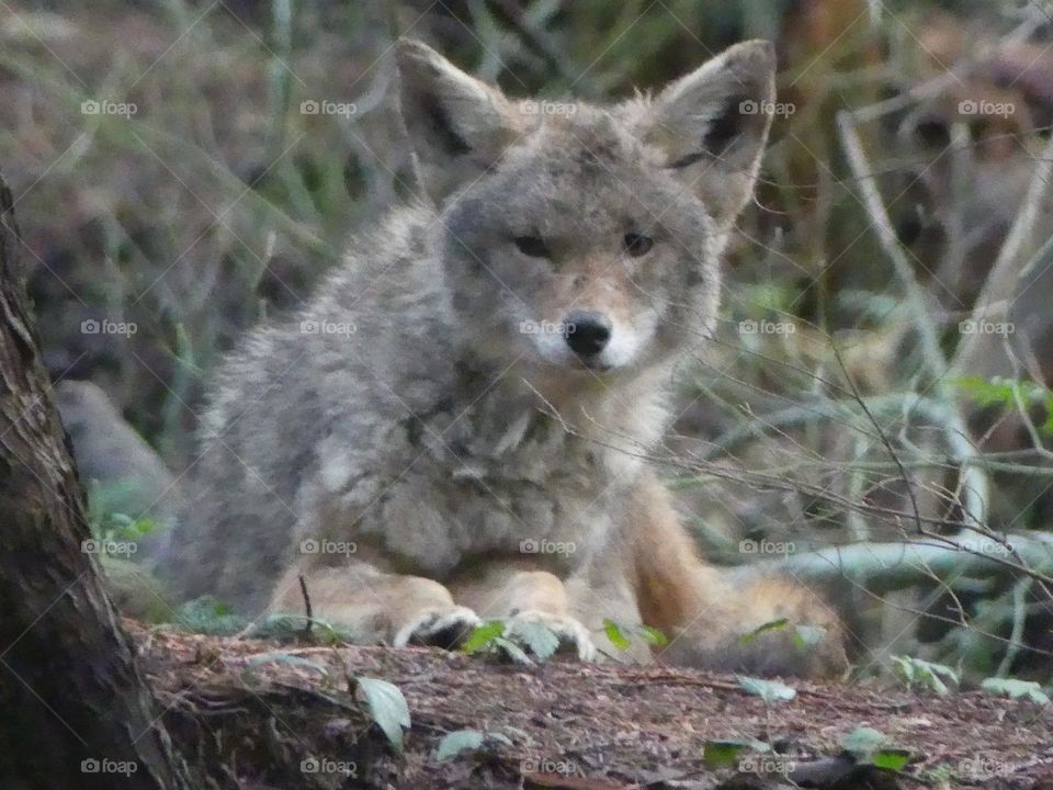 Coyote 