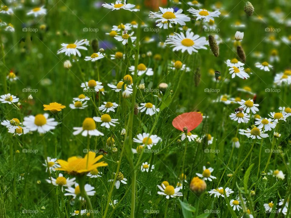 Field of flowers, the Netherlands