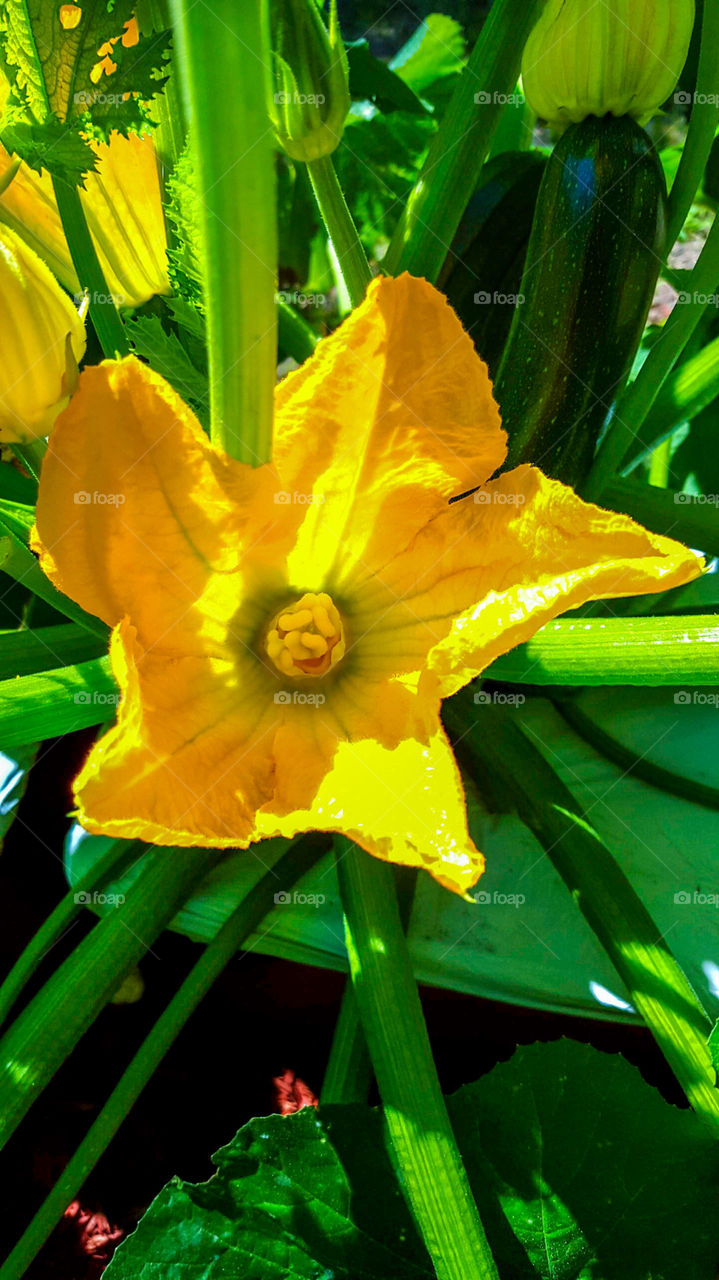 Zucchini Bloom