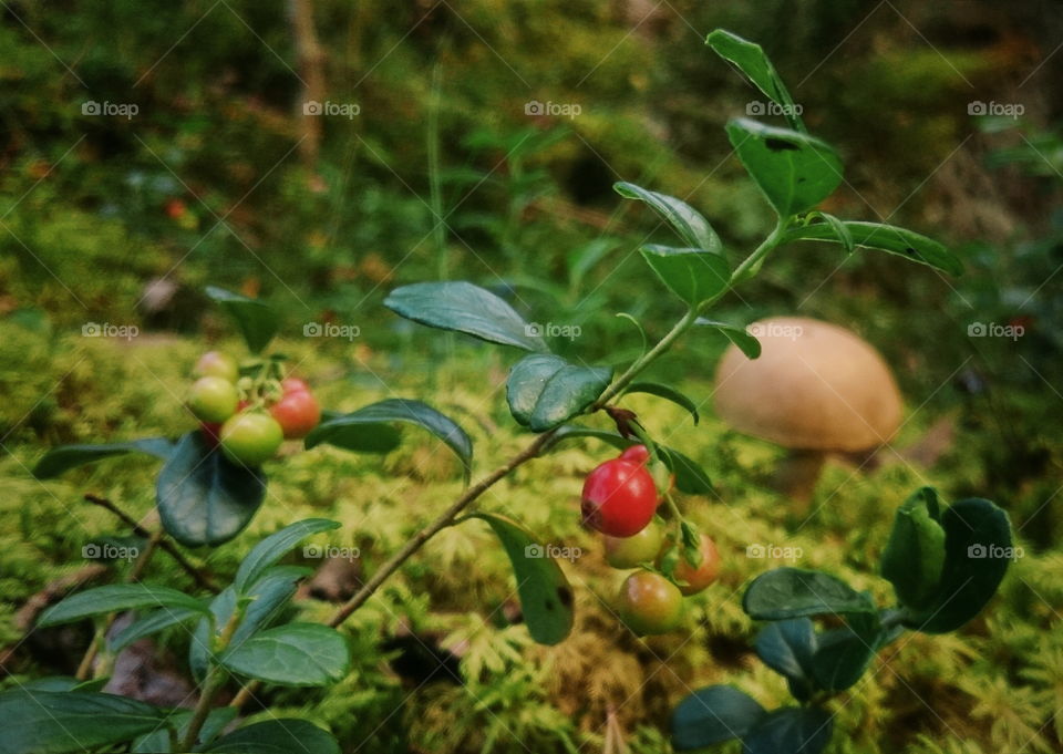 Autumn is coming. Mushrooms and lingonberries in moss