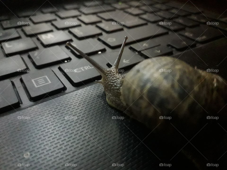 snail computer keyboard light slow control black shadow