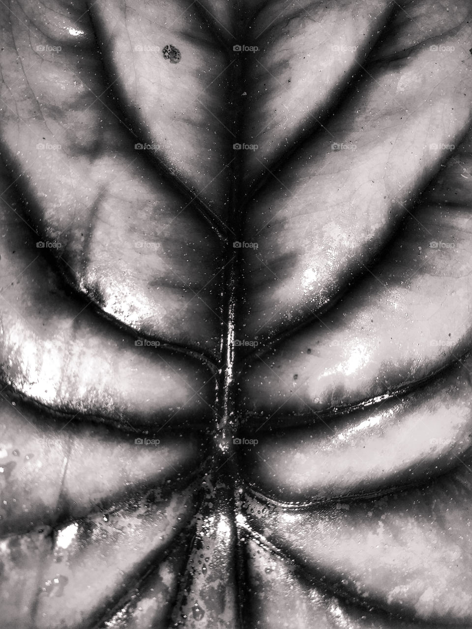 amazing leaves structure in black and white