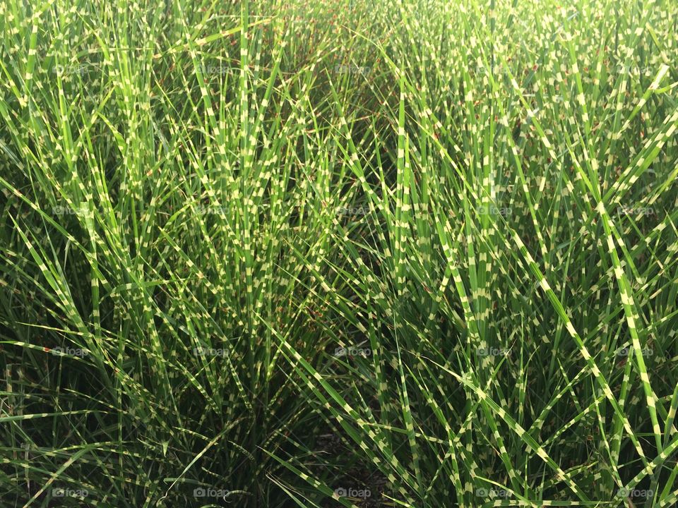Zebra Grass