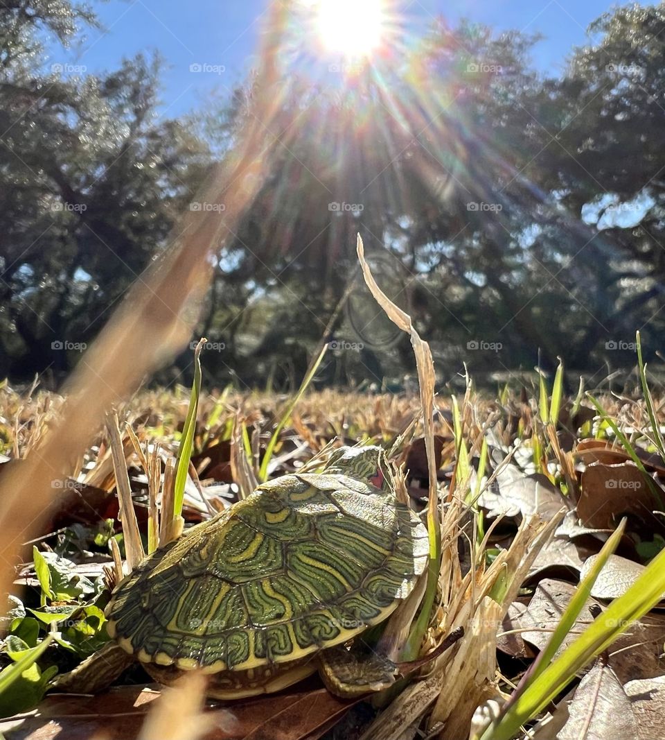 A baby red-eared slider turtle crawls through the grass to get to my pond 🐢