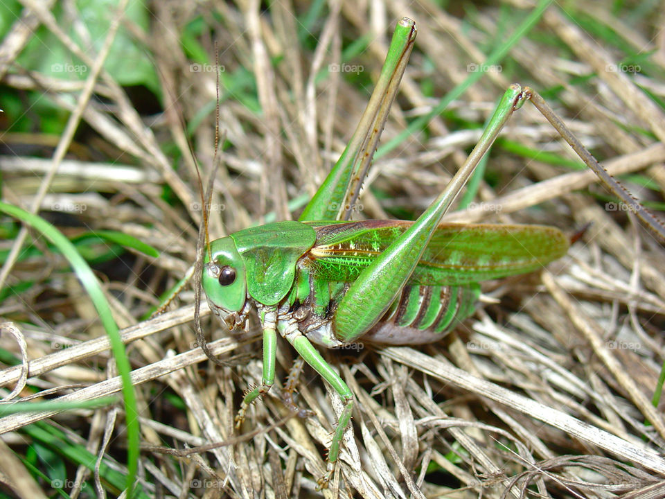 Green grasshopper