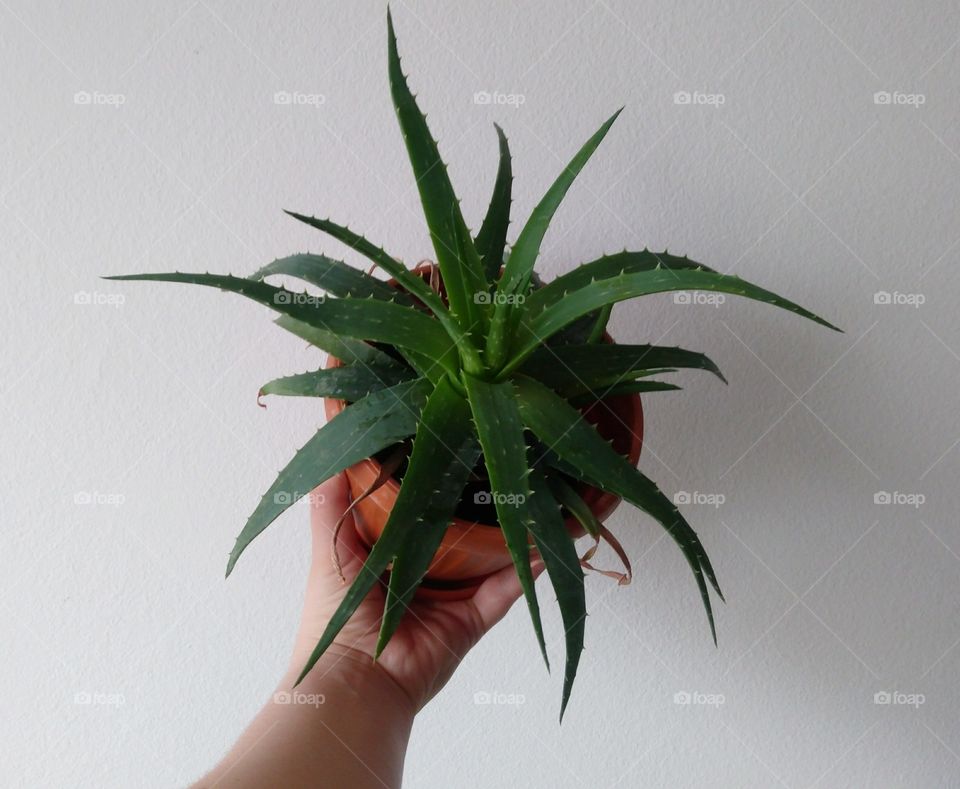 Holding the Potted Aloe Vera Plant