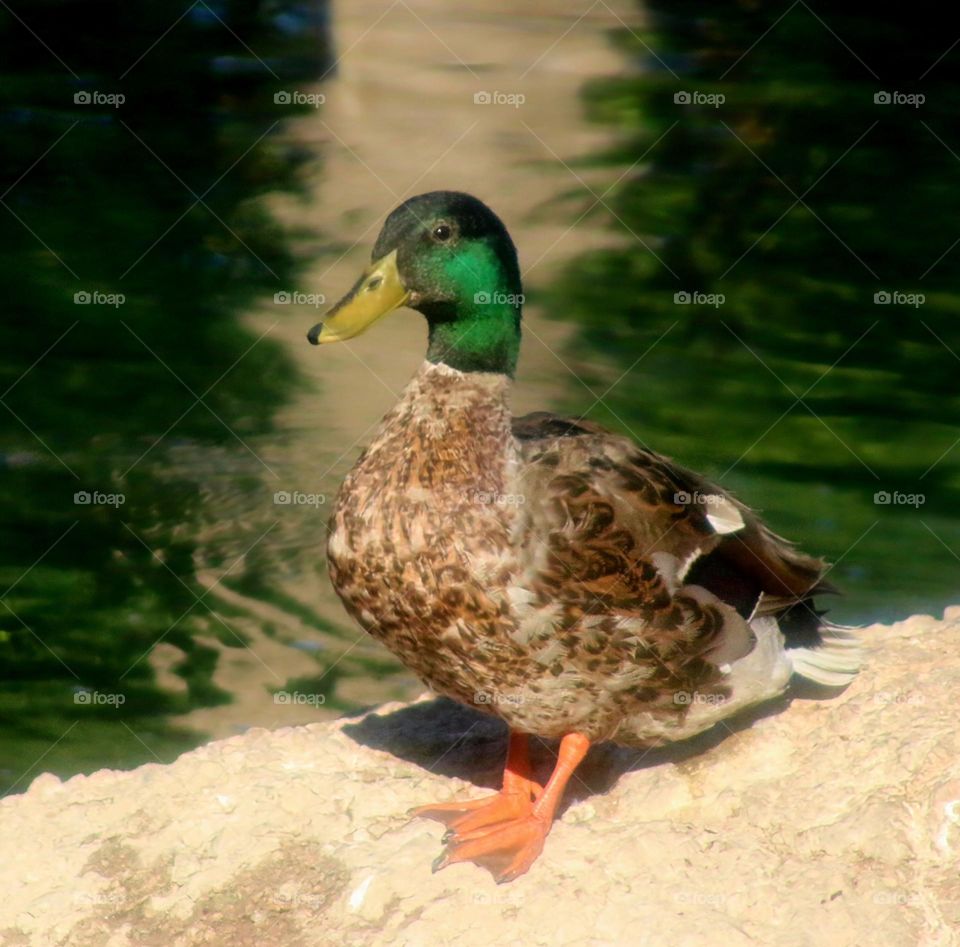 Mallard Duck at the Waterfall