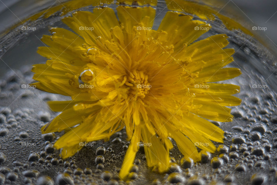 Yellow dandelion in bubbles