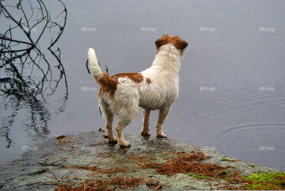 High angle view of dog standing on rock