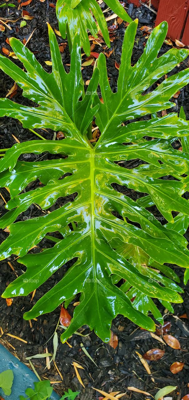 Split leaf elephant ear