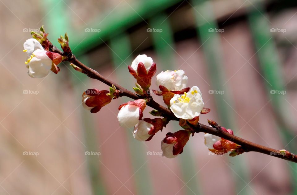 White flower bud blooming on tree branch