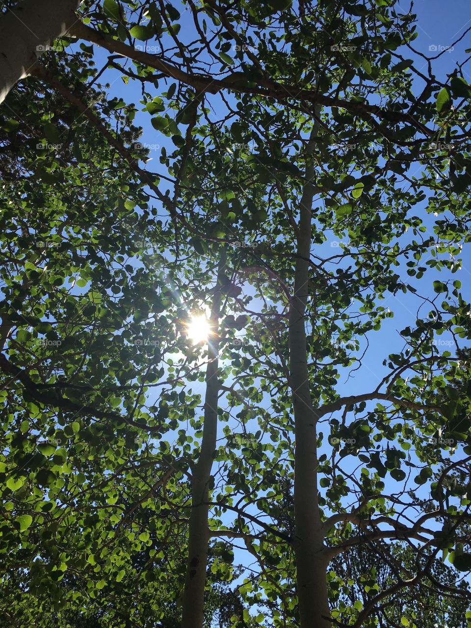 Aspens in the Sun