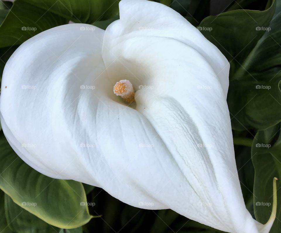 Close up white Easter calla lily with yellow stamen spadix surrounded by green leaves