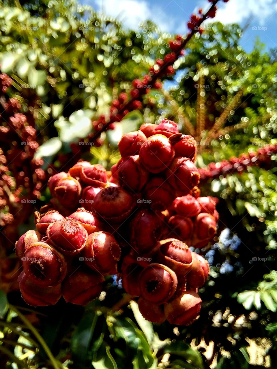 Red flowers