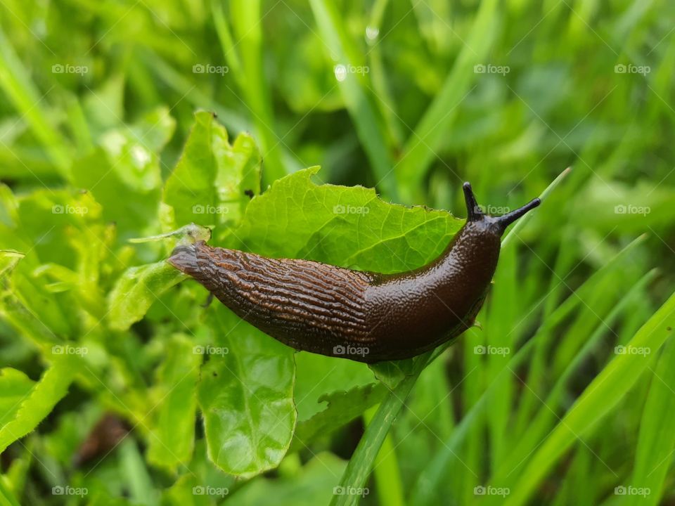 Arion Schnecke auf einer Wiese