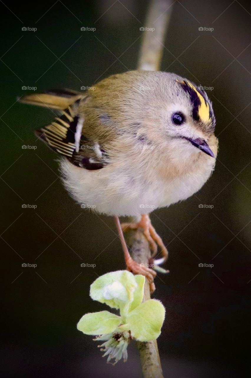 Goldcrest 