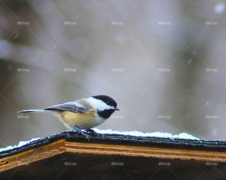 Black-capped Chickadee.