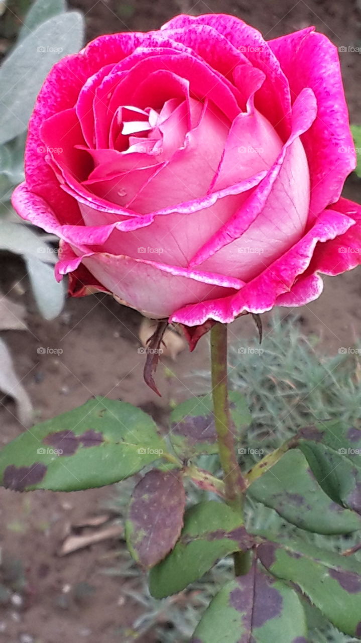 rose