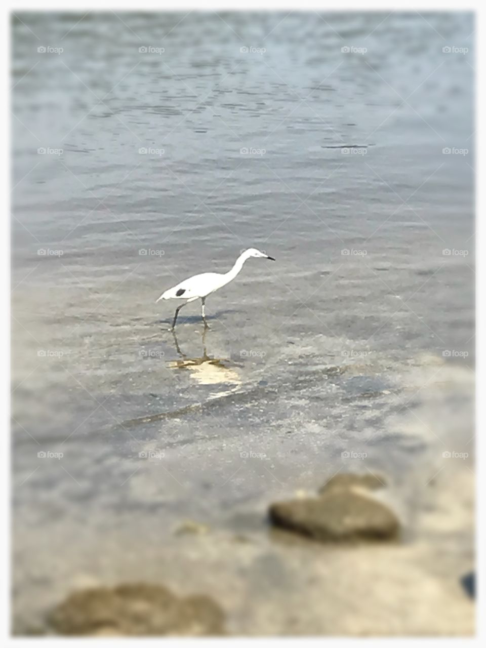 Shorebird at edge of waterway