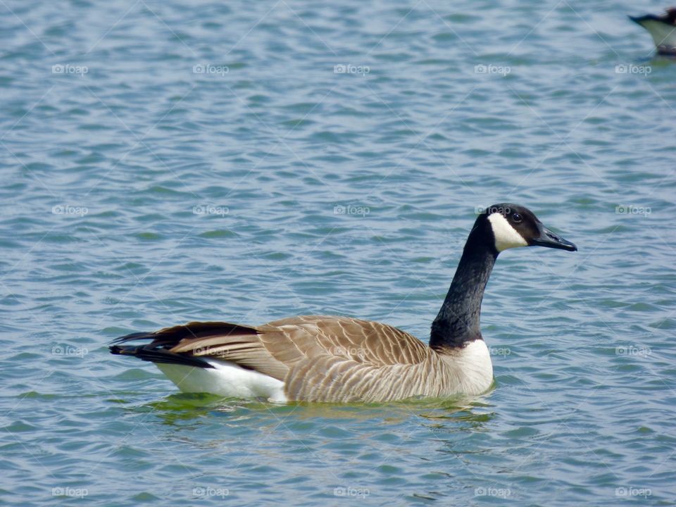 Pretty goose in Indiana 
